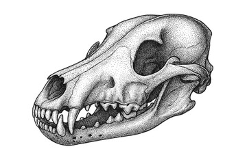 Highly detailed stippled ink illustration of a canine skull in lateral profile, showcasing teeth, jaw structure, cranial sutures and bone texture against a clean white background © Vladyslav Tykhonov