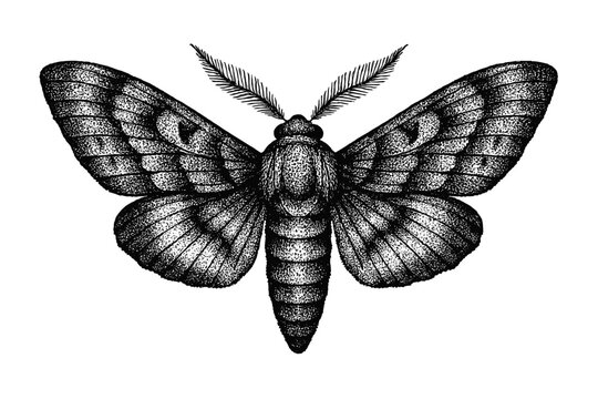 Detailed monochrome stippled illustration of a symmetrical hawk moth with spread wings and feathery antennae, vintage entomological engraving style on white background