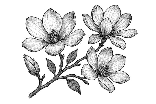 Highly detailed black-and-white stippled botanical illustration of a magnolia branch with three blooming flowers, unopened buds and textured leaves in vintage ink style