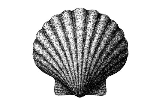 Highly detailed stippled black-and-white illustration of a scallop shell showing symmetrical fan-shaped radiating ridges and textured surface, isolated on a white background