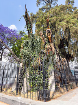 Mexico City, Mexico - March 20, 2024. Arbol de la Noche Triste - Tree of the Sad Night, now known as the Night of Victory