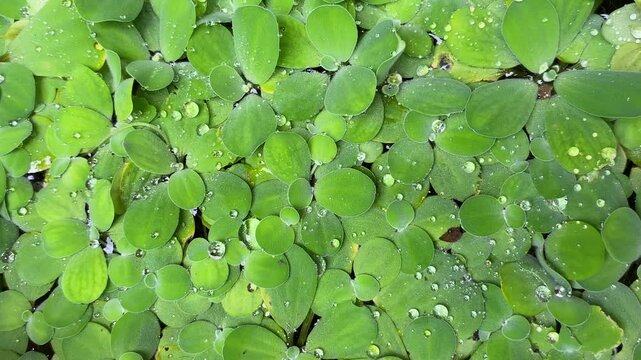 Dense Water Lettuce Pistia stratiotes Floating Green Foliage with Water Beads