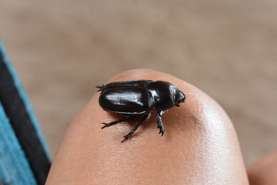 O termo besouro &eacute; usado para indicar mais de 360 mil esp&eacute;cies de insetos da ordem Coleoptera &mdash; a maior ordem de insetos que existe