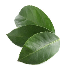 Obraz premium Fresh green leaves of citrus plant isolated on white