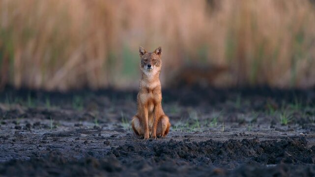 Eye contact with the alpha jackal