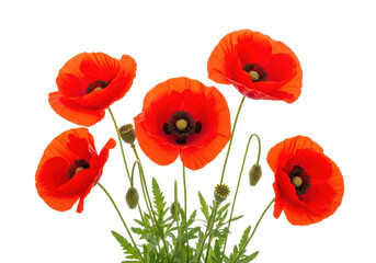 Obraz premium Vibrant cluster of vivid red poppy flowers, green stems, and developing seed pods, isolated on a transparent background, top-down flat lay view, commercial product photography concept