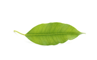 Obraz premium One fresh green citrus leaf isolated on white