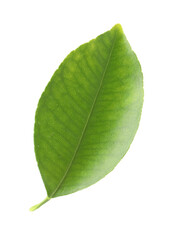 Obraz premium Fresh green leaf of citrus plant isolated on white