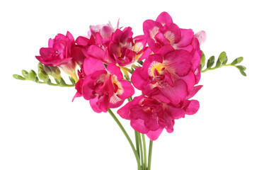 Obraz premium Beautiful pink freesia flowers isolated on white