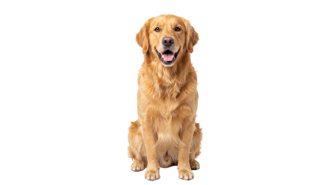 Happy Golden Retriever dog sitting calmly, looking directly at the camera, isolated on transparent background, a friendly companion PNG