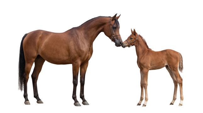 Beautiful brown mare and her adorable foal touching noses, a tender moment captured, isolated PNG on transparent background for animal themes