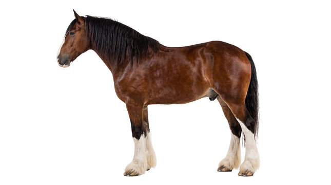 Sturdy brown draft horse with a long black mane and tail, standing in profile, its distinctive white feathered legs isolated, a majestic equine PNG for design
