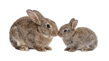 Obraz premium Adorable adult and baby rabbits with brown fur, gently touching noses, isolated on transparent background, symbolizing family connection PNG