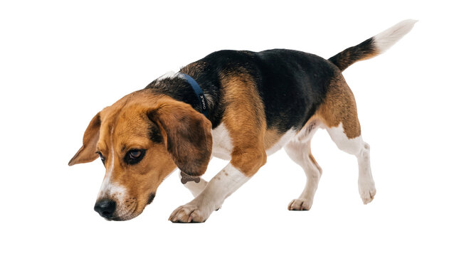 Tri-color beagle dog with blue collar and bone tag, sniffing the ground, captured in a dynamic pose, isolated PNG on transparent background