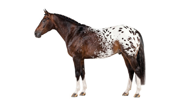 Stunning Appaloosa horse with distinctive brown and white spots and an elegantly braided mane, standing in profile, isolated PNG, ideal for equine projects