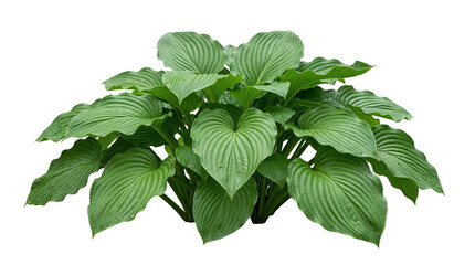 Lush green Hosta plant with large, textured leaves, a popular ornamental garden perennial, isolated on transparent background PNG