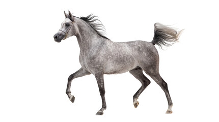 Majestic dapple grey Arabian horse gracefully trotting with flowing mane and tail, isolated PNG on transparent background, elegant equine beauty for design projects © Hans