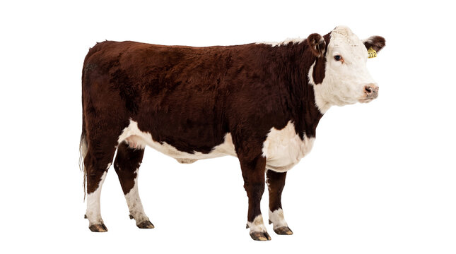 A beautiful brown and white Hereford cow, with an ear tag, stands calmly, isolated on a transparent background, perfect for farm animal projects PNG