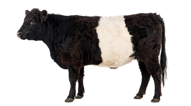 Majestic Belted Galloway cow, a distinctive black and white cattle breed, standing isolated on transparent background, livestock animal PNG