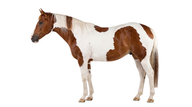 Majestic brown and white pinto horse standing gracefully, a beautiful equine animal isolated for equestrian projects and design assets PNG