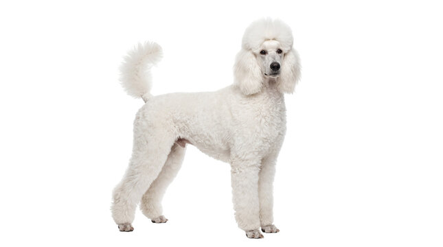 Graceful white standard poodle dog standing, looking at camera, a groomed purebred canine isolated on transparent background, PNG