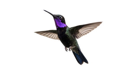 Fototapeta premium Stunning purple-throated hummingbird in dynamic flight, iridescent plumage, a PNG image isolated on a transparent background for nature designs