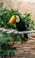 Fototapeta premium Toco toucan bird sitting on a thick rope with green leaves background.