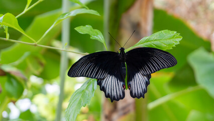 Black Great Mormon butterfly (Papilio lowi) on tree trunk with vibrant green leaves and bokeh. © ElenaEdelweys