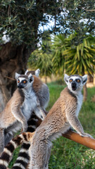 Fototapeta premium Group of ring-tailed lemurs standing on a wooden railing in a park.