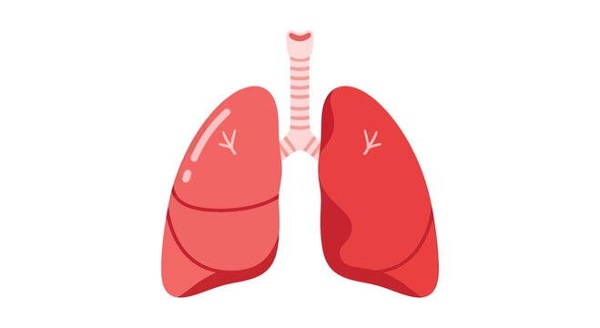 Lungs Vector Illustration, Medical Anatomy, Healthcare, Human Body, Flat Design, EPS, SVG