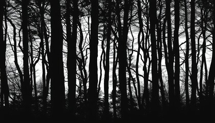 Naklejka premium A black and white forest landscape with tall trees silhouetted against a bright sky
