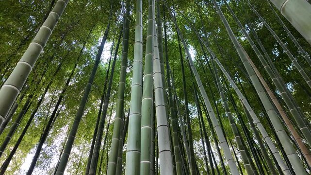 Lush Bamboo Forest in Japan Seen from Below