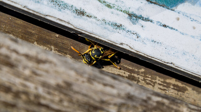Los avispones (insectos del g&eacute;nero Vespa) son las avispas eusociales m&aacute;s grandes