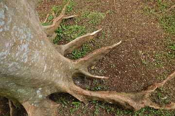 Obraz premium snail on the tree