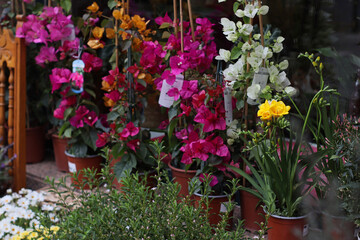 Colorful storefront display with potted bougainvillea, white phalaenopsis orchids and yellow narcissus flowers outside a flower shop. Street plant market scene suitable for gardening articles © Evgeniia