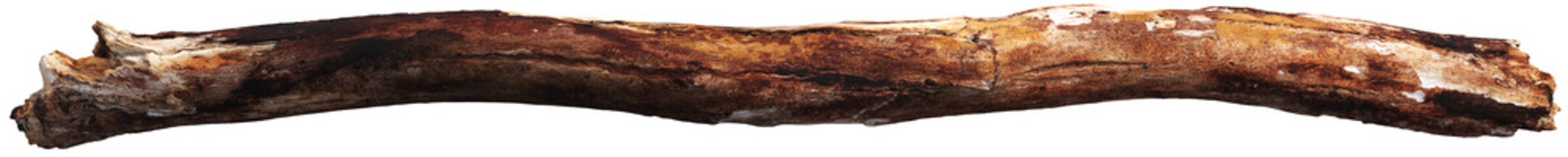 Weathered driftwood log with twisted trunk © Matheus