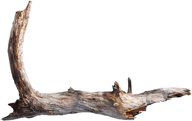 Fototapeta premium Weathered driftwood log with twisted trunk
