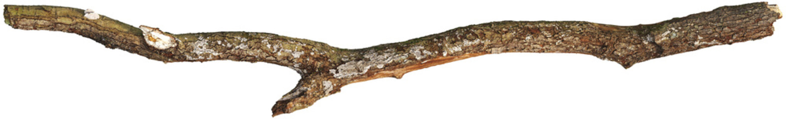 Tree branch with moss and detailed bark texture © Matheus
