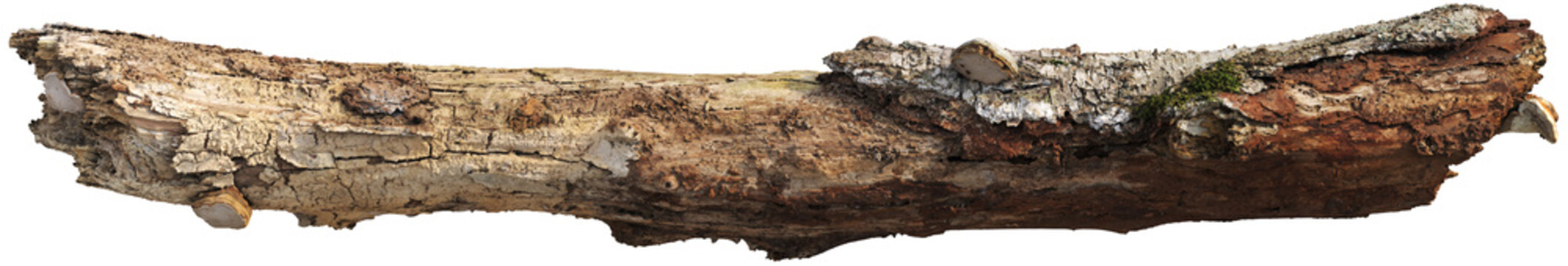 Tree branch with moss and detailed bark texture
