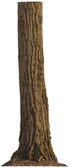 Tree trunk with moss and detailed bark texture © Matheus