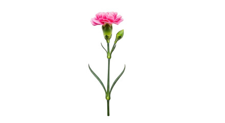 Obraz premium Single pink carnation flower with green stem and bud PNG