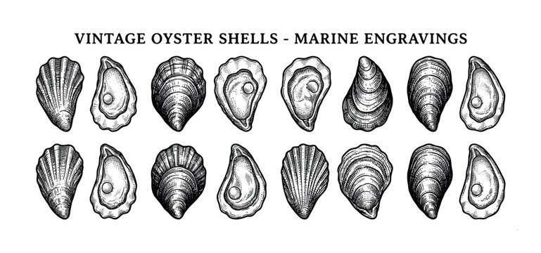 Collection of vintage hand-drawn oyster shells in a detailed black and white engraving style, showing various open and closed bivalve mollusks for a classic marine illustration