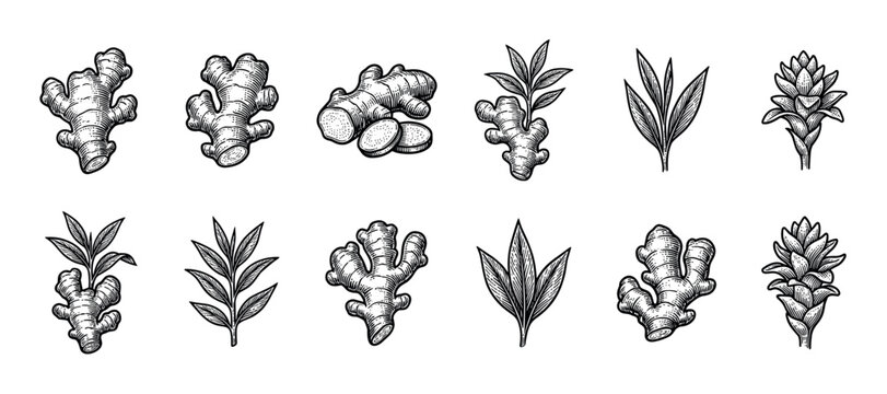 Ginger root, leaf, and flower illustrations in a vintage black and white engraving style, showing a botanical set of whole and sliced rhizomes, plants, and detailed blossoms
