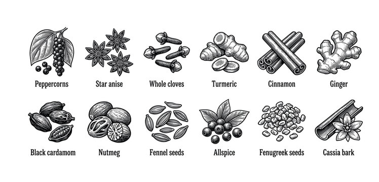 Collection of twelve different spices and herbs in a detailed black and white vintage engraving style, featuring cinnamon, ginger, peppercorn, star anise, cloves, and turmeric