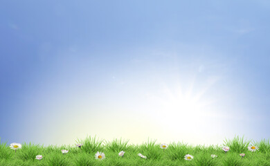 Obraz premium Beautiful daisy flowers growing among lush green grass on sunny day. Spring season