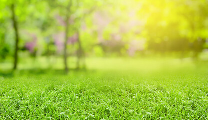 Fototapeta premium Meadow with vibrant green grass on spring day