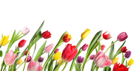 Obraz premium Colorful tulip flowers on white background. Spring season