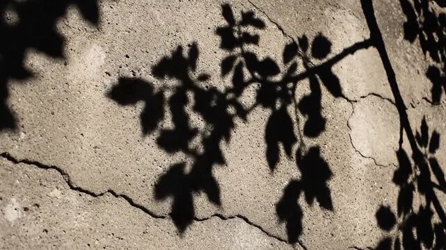 A video showcasing the intricate shadows of tree branches on a cracked concrete surface