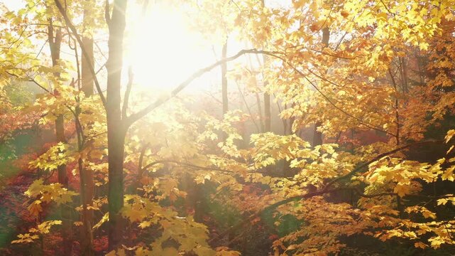 Forest stock footage. Slow drone shot of golden autumn maple tree with sun and mist. 4K.