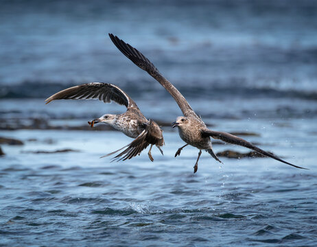 gaviotas juveniles, volando, peleando por comida.
